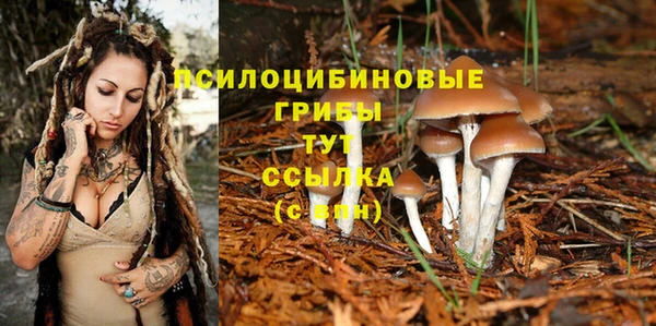 PSILOCYBIN Богородск